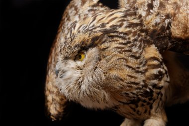 siyah arka plan üzerine büyük kahverengi baykuş