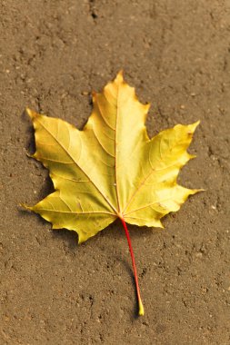 Asfalt üzerinde Sonbaharda akçaağaç yaprağı