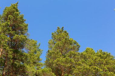 burabai dağın ormanda