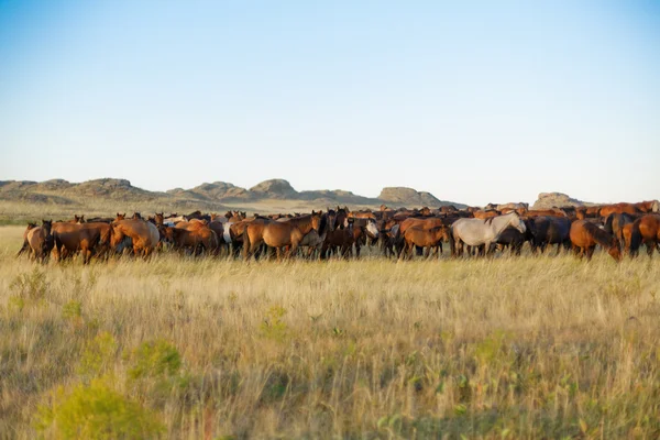 Стадо лошадей в казахской степи — стоковое фото