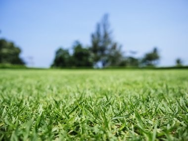 Ağaç Park arka plan bulanıklık ile yeşil çim sahası