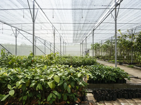 Agricultura Producción agrícola Plantas de alimentos al aire libre — Foto de Stock