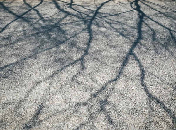 Árbol Ramas sombra sobre cemento Naturaleza Fondo abstracto —  Fotos de Stock