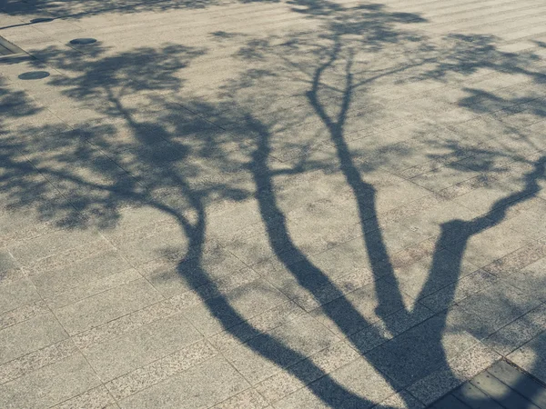Tree Branches shadow Nature Abstract background