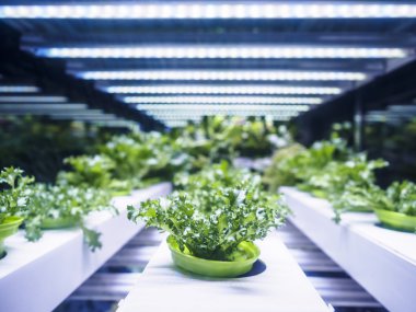 Sera bitki satır Grow Led ışık kapalı Çiftliği Tarım ile