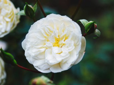 Beyaz gül çiçeği Çiçek Doğa arkaplanı