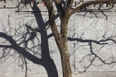 Duvardaki ağaç dalı gölgesi Doğa sanatının arka planında
