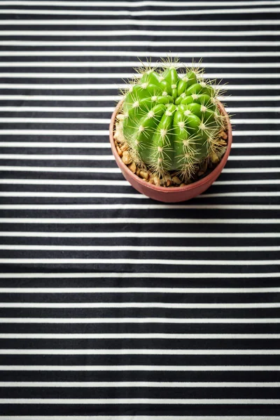 Cactus sur motif rayé — Photo