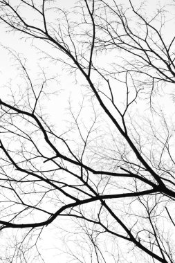 Ağaç dalları izole