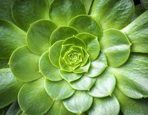 Cactus flower Close up — Stock Photo, Image