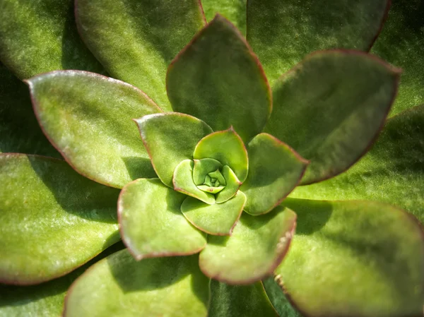 Plante de cactus gros plan — Photo