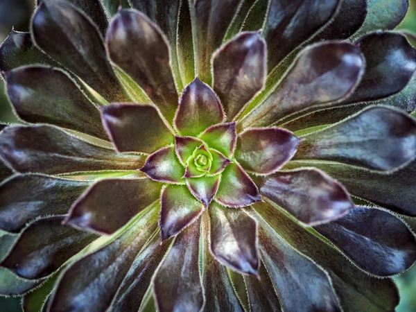 Cactus Plant close up — Stock Photo, Image
