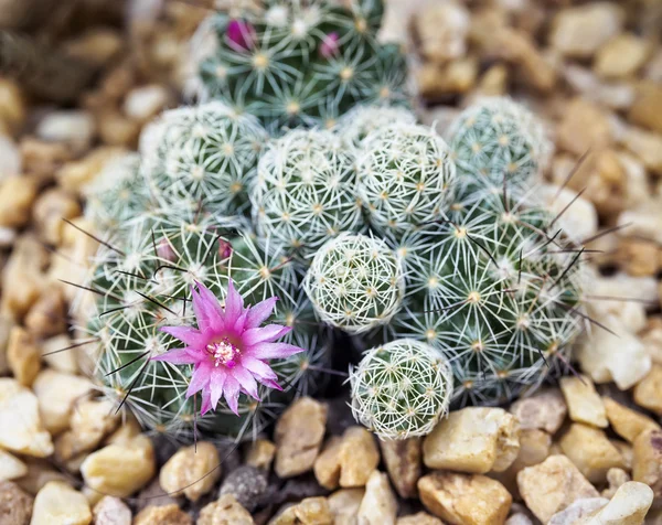 Cactus avec fleur — Photo