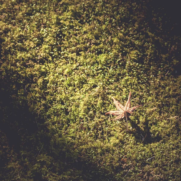 Feuille d'érable sur fond de mousse — Photo