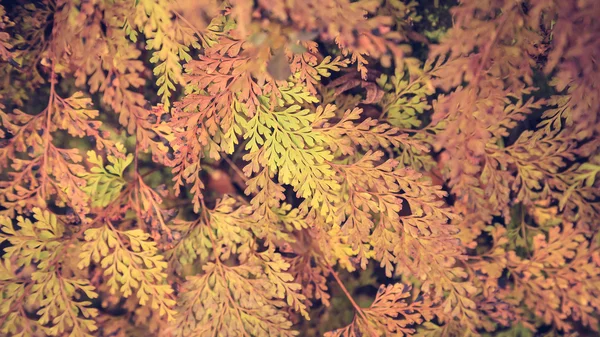 Fern as background — Stock Photo, Image