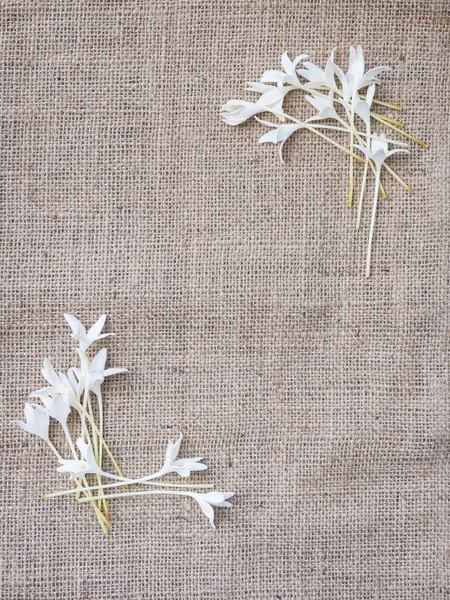 Bílý květ roh rámu na hnědé pozadí, přírodní koncept. — Stock fotografie