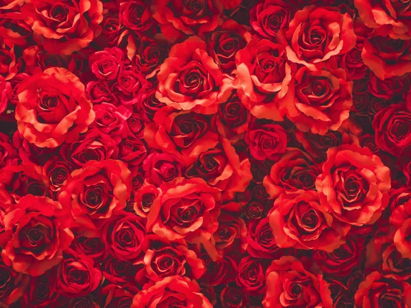 Rote Rosen als Hintergrund — Stockfoto