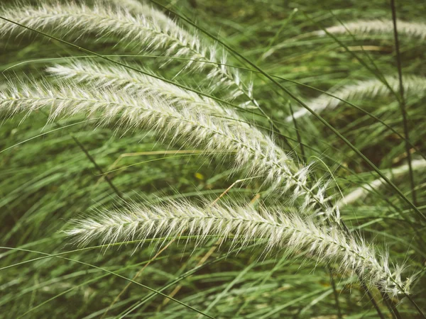 Травянистый луг — стоковое фото
