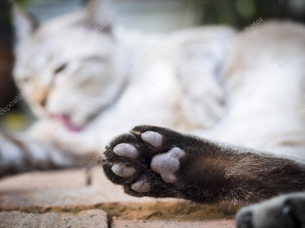 Cat paw close up