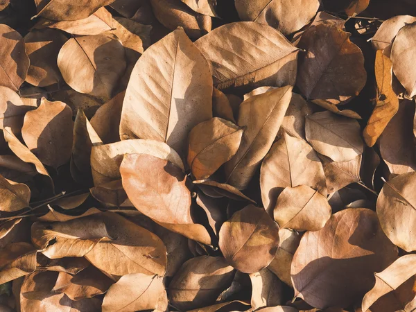 Сухие листья Природа абстрактный фон текстуры — стоковое фото