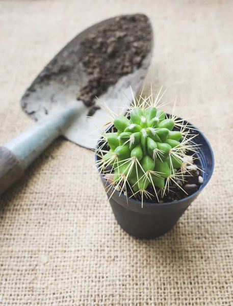 Kaktus a zahradnické nástroje na pytel pozadí — Stock fotografie