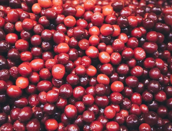 Rote Früchte Beere als Hintergrund — Stockfoto