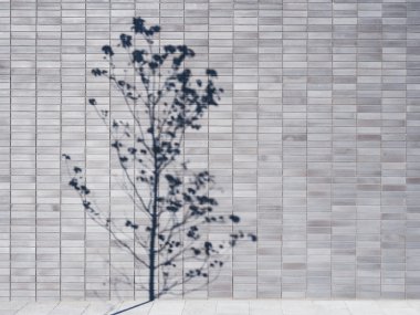 Duvar karoları arka plan açık ağaç gölge