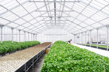 Greenhouse Farming Organic vegetable agriculture technology clipart