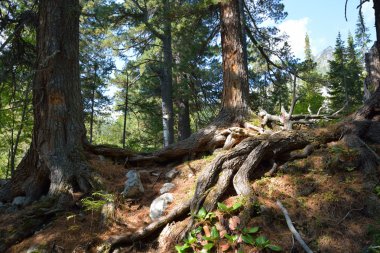 Sibirya cedars, dağ Tayga Barguzinskaya