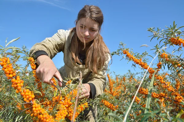 Young beautiful girl collects buckthorn — Stock Photo, Image