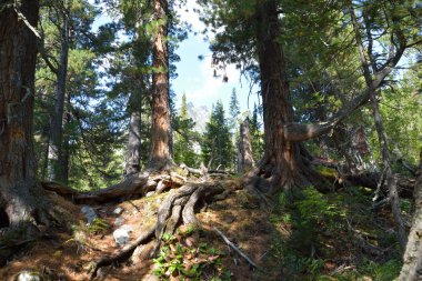 Sibirya Tayga cedars