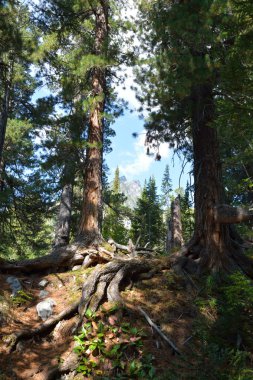 Sibirya Tayga cedars