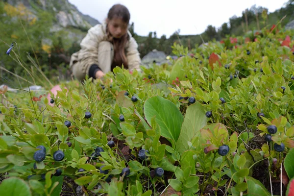 Blueberries on the bush — Stock Photo, Image