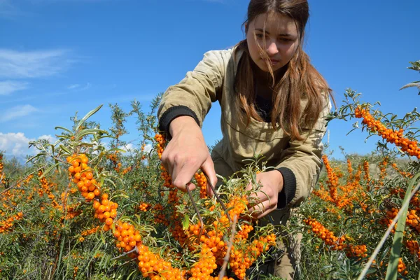 Young, beautiful girl collects buckthorn — Stock Photo, Image