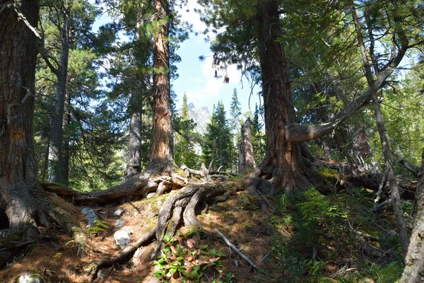 Sibirya Tayga cedars