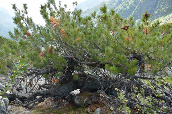 Elf sedir ağacı Barguzin aralığı eteklerinde