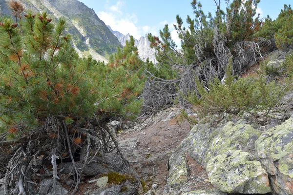 Creeping cedar on the slopes of the Barguzin range. — Stock Photo, Image