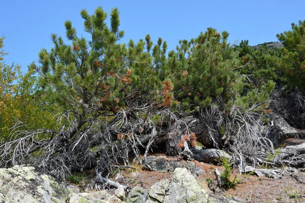Elf sedir ağacı Barguzin aralığı eteklerinde