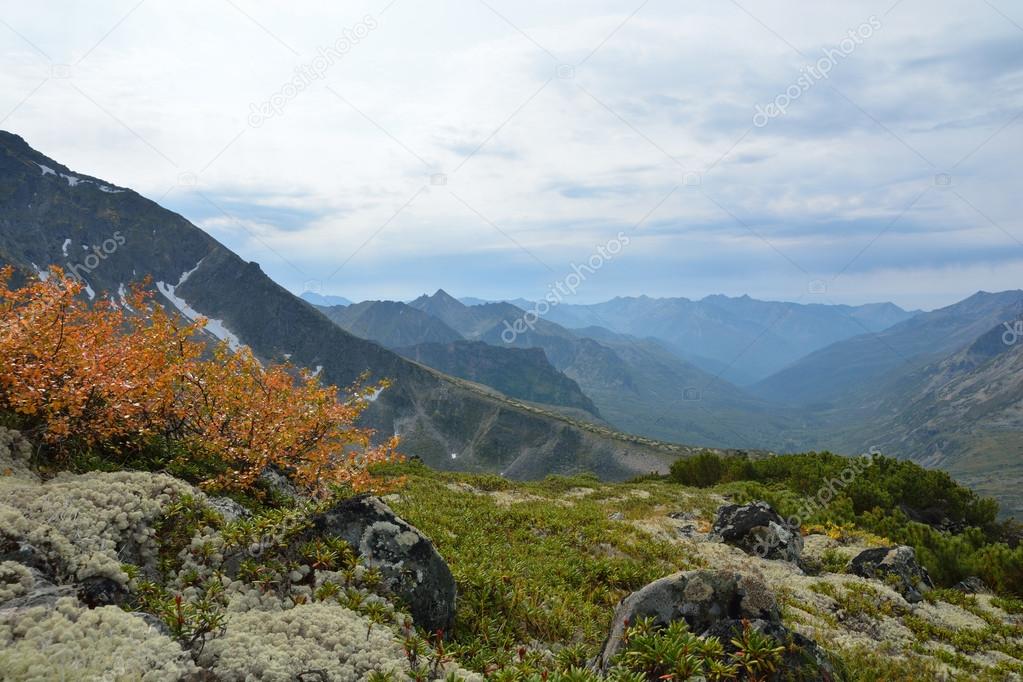 Dwarf birch in autumn, on the slope of the ridge Barguzinsky on 