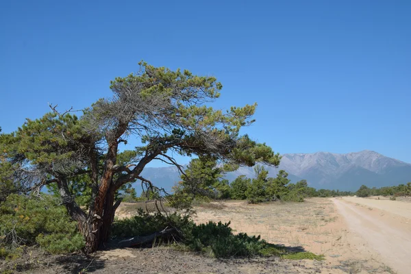 Cüce çam Deniz Baykal kumları üzerinde.