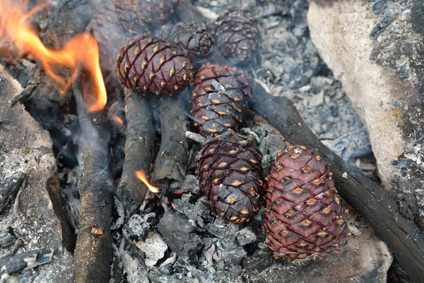 Sibirya sedir kozalakları ateşte yanmak