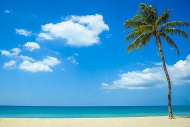 Yalnız palmiye ağacı tarafından deniz beach Phuket Tayland