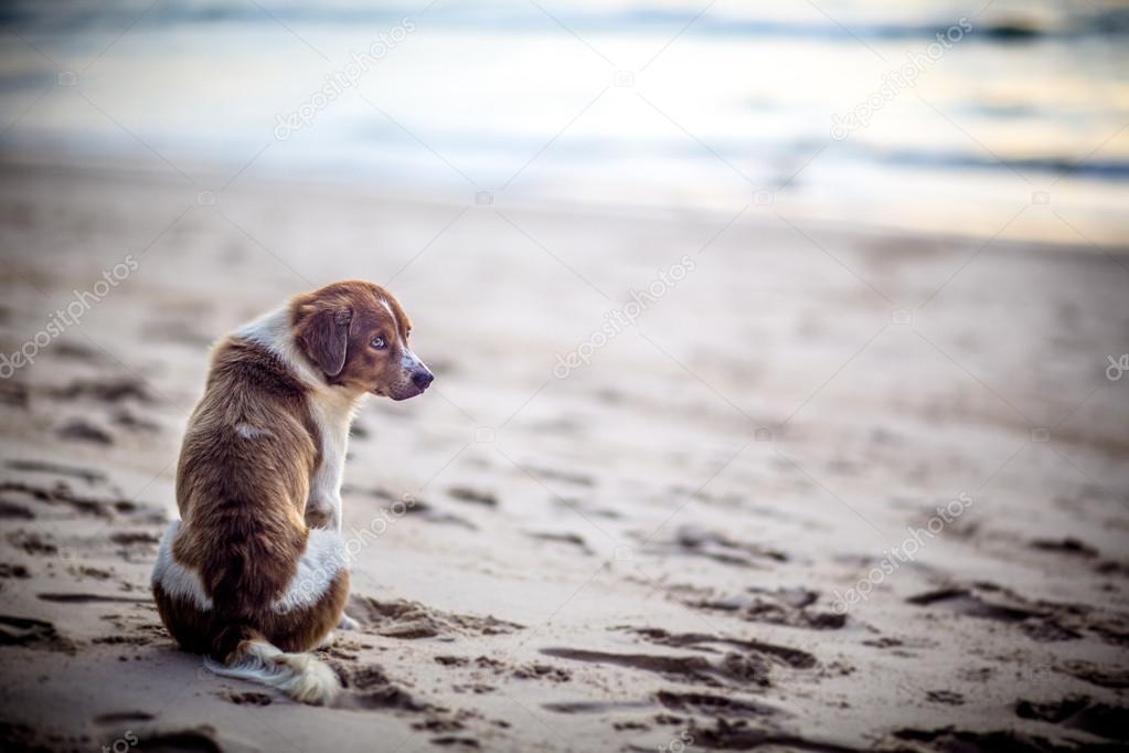 Dog on the beach in Phuket