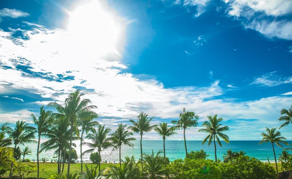 Beach  Phuket Thailand palm tree by the seabeach — Stock Photo, Image