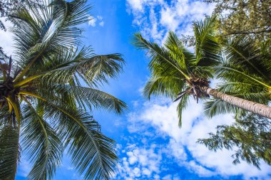 Beach Phuket Tayland palmiye ağacı seabeach tarafından