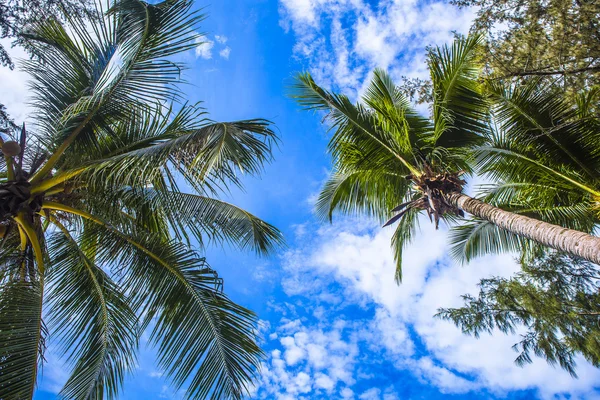 ビーチ プーケット タイのヤシの木、seabeach で — ストック写真