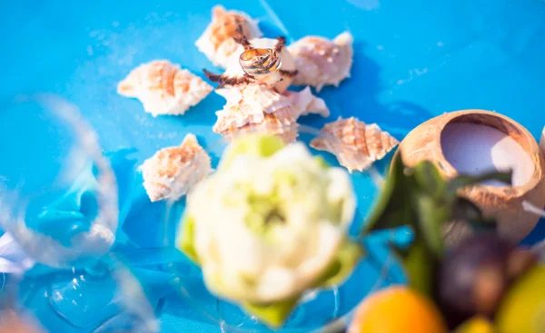 Ceremonia de boda en la playa hermosas decoraciones caras anillos de decoración — Foto de Stock