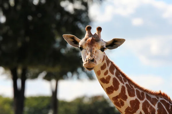 Giraffa — Foto Stock