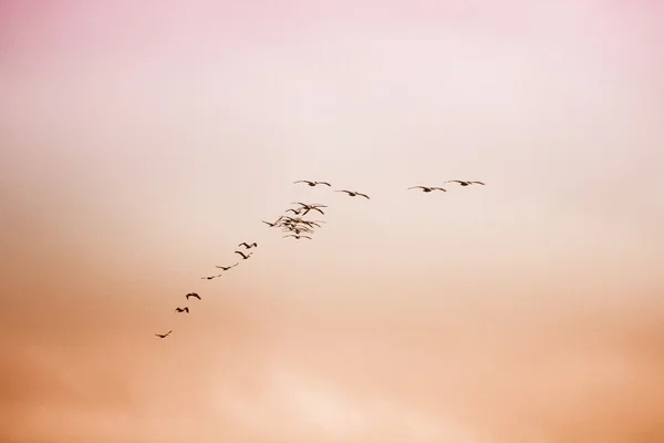 Una bandada de aves — Foto de Stock