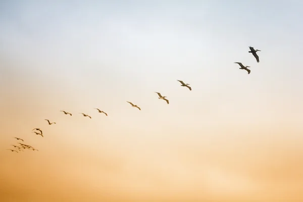 Stado ptaków — Zdjęcie stockowe